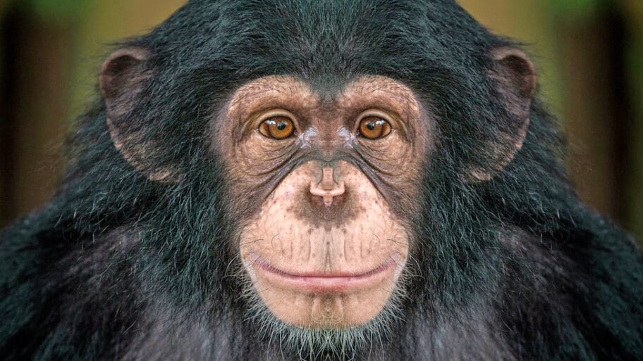 107899601 chimp1