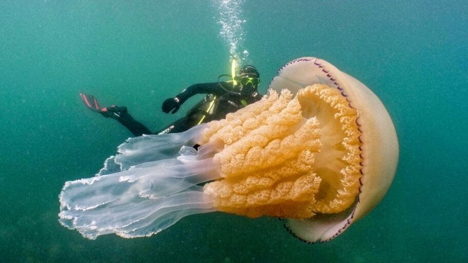 107947124 giant jellyfish