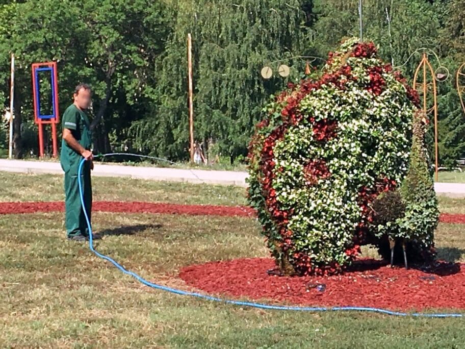 Radnik zaliva pauna foto citalac