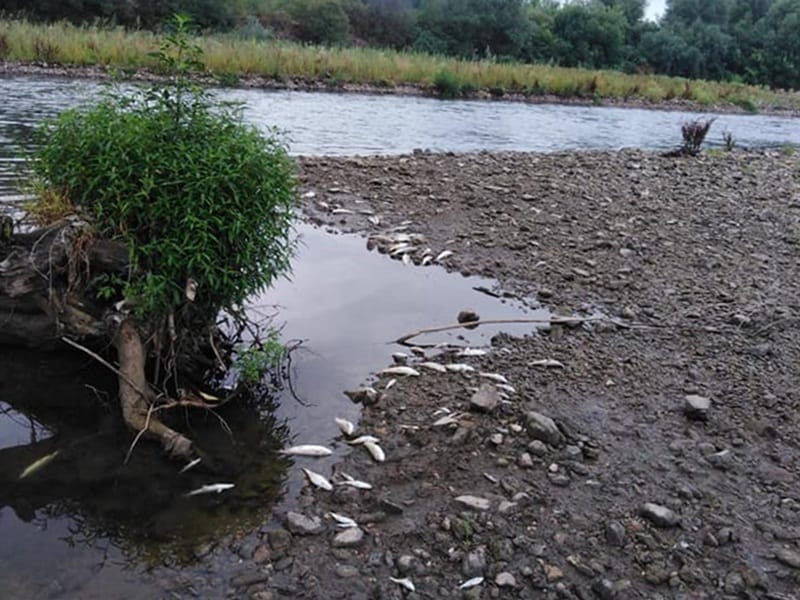 Novi pomor riba u Južnoj Moravi 15 Pomor Juzna Morava Leskovac foto citalac