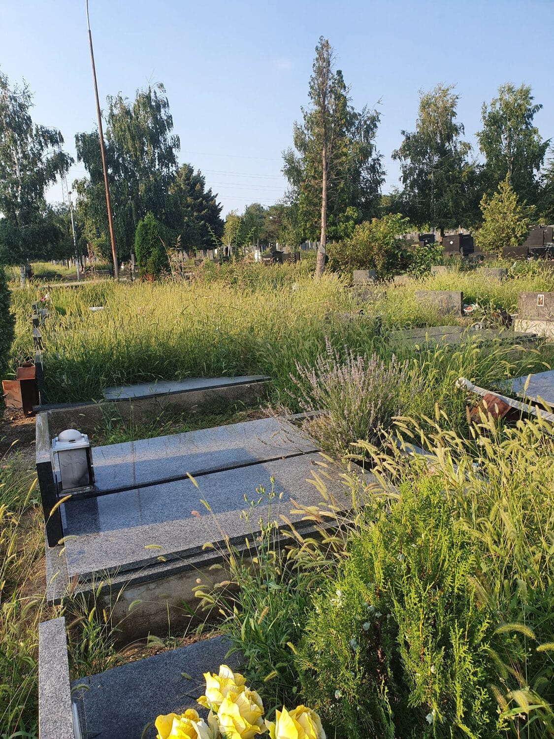 Trava Novo groblje Prijavi problem scaled