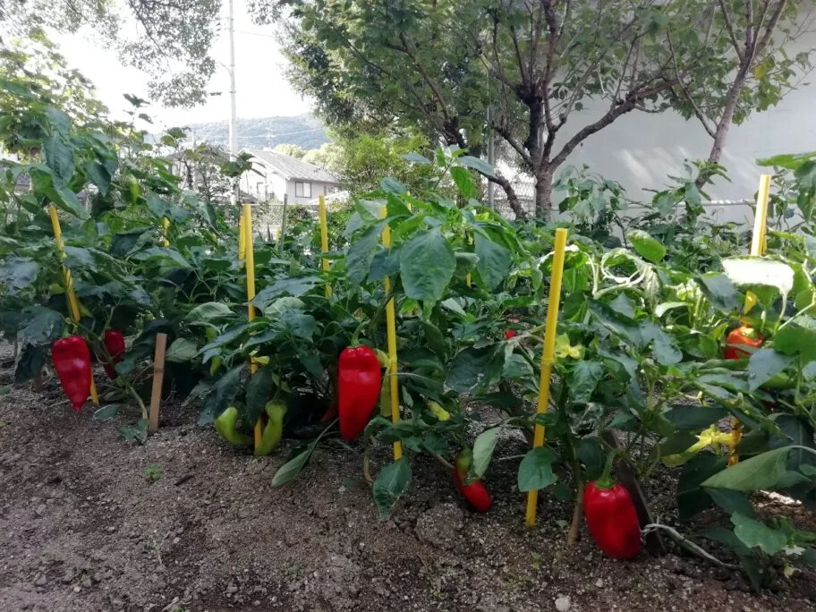 Paprika u Japanu foto J M