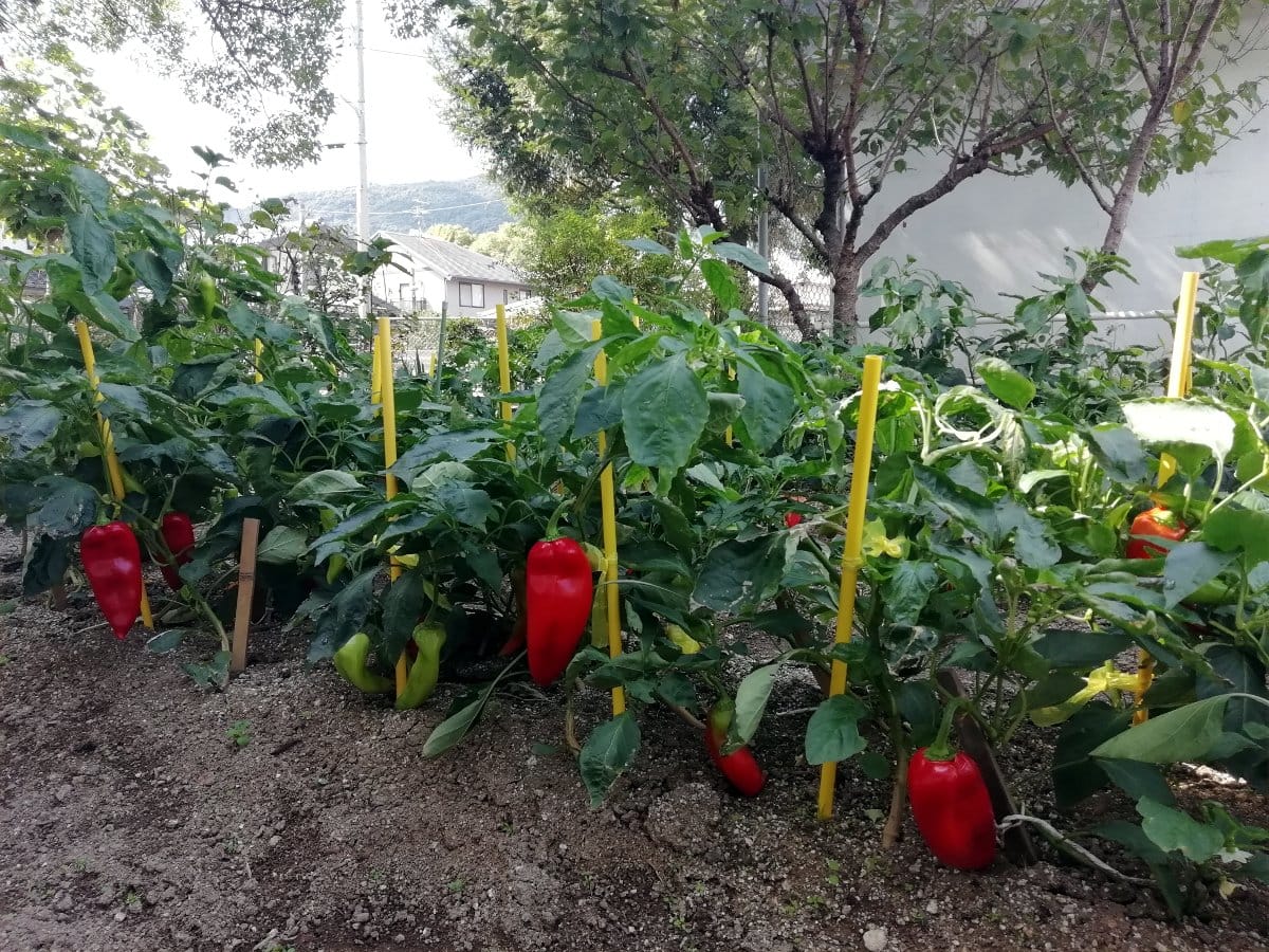 Kasni berba paprike ajvarke na otvorenom u leskovačkom kraju, loši prinosi zbog kiše 1 Paprika u Japanu foto J M