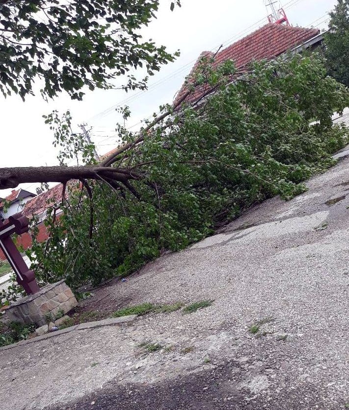 Drvo na putu u Lalincu1; foto: citalac