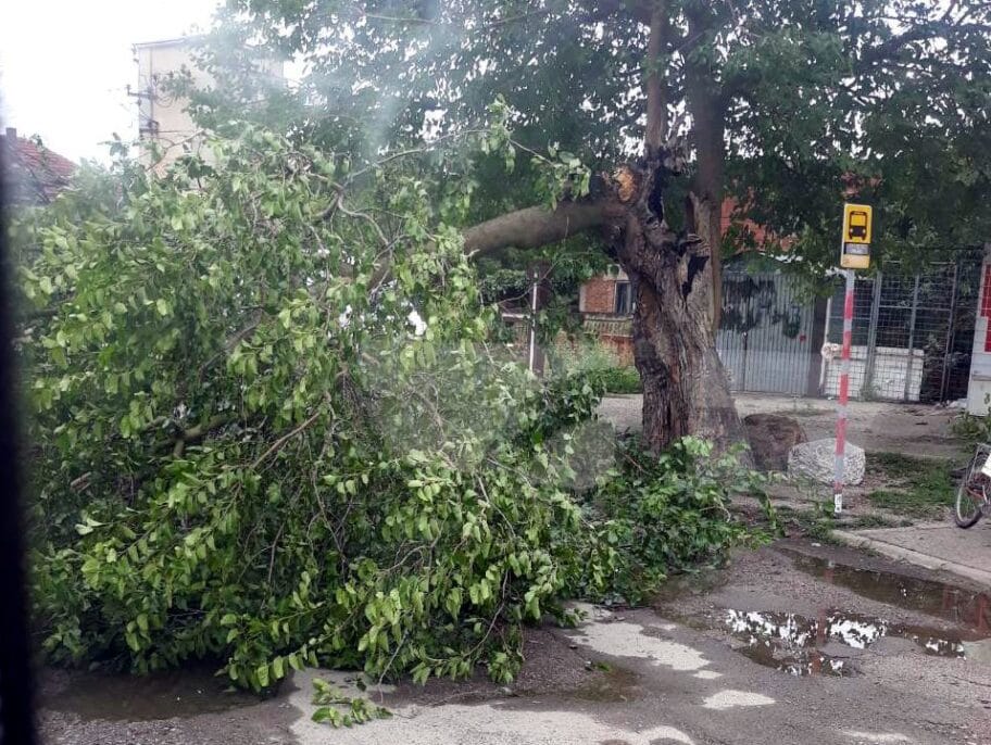 Drvo polomljeno u nevremenu u Lalincu danima niko ne sklanja sa puta 19 Drvo na putu u Lalincu3 foto citalac