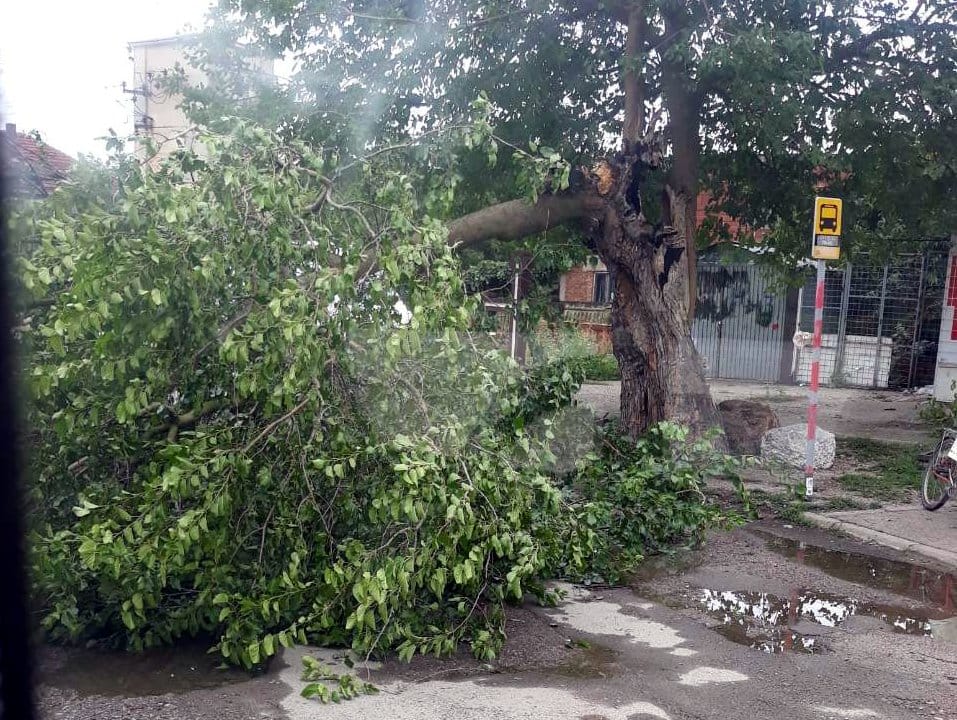 Drvo na putu u Lalincu3 foto citalac