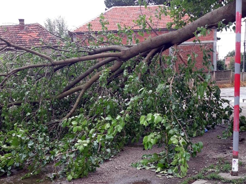 Drvo na putu u Lalincu; foto: citalac