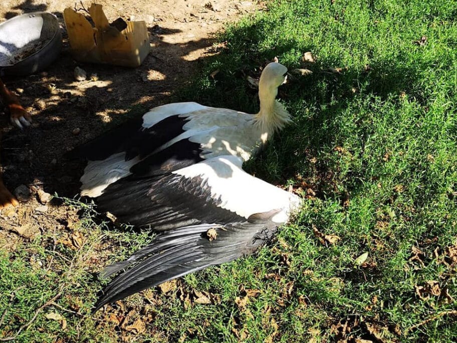 Roda foto Zoo Planet Nis