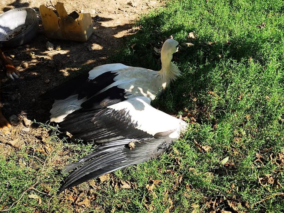 Roda foto Zoo Planet Nis