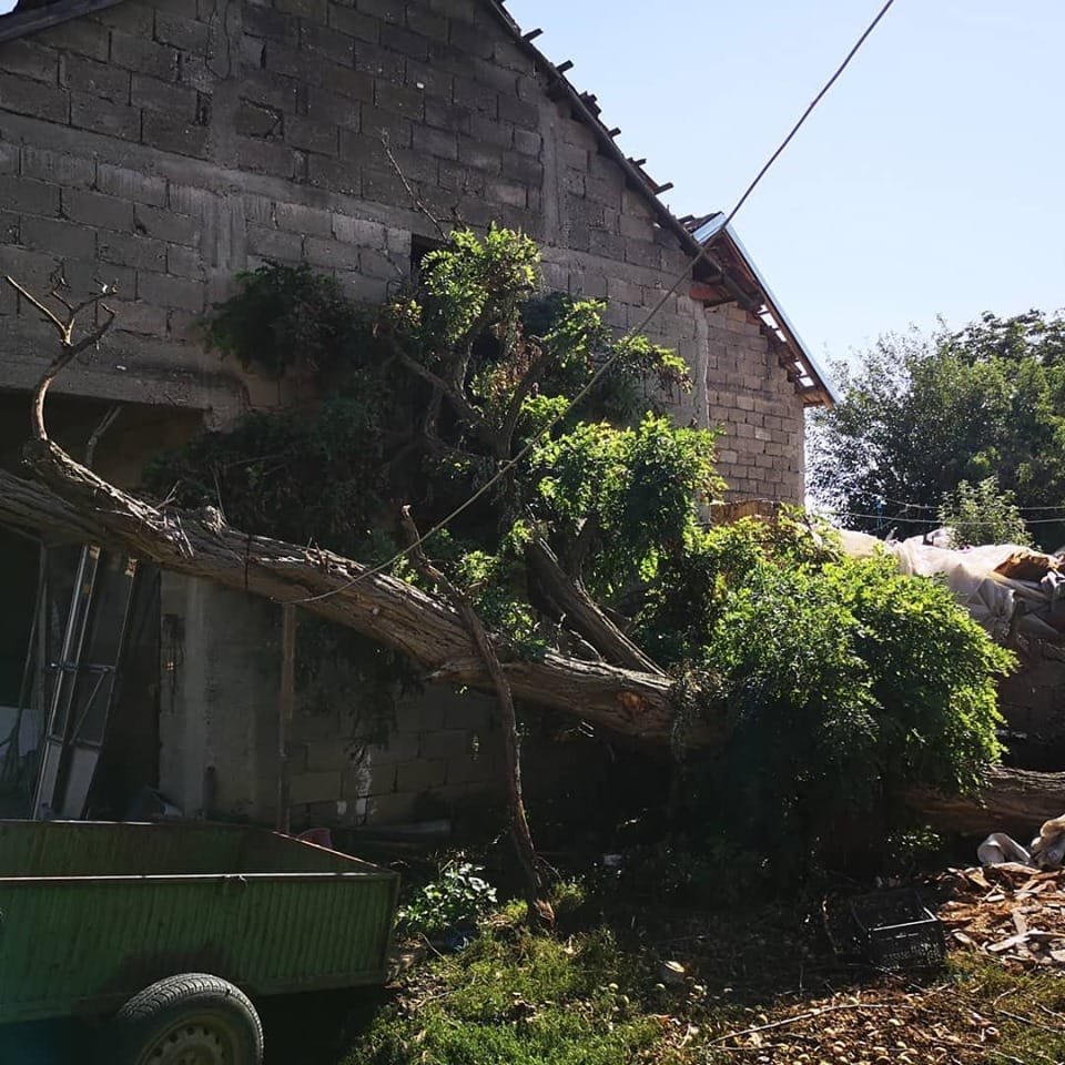 Drvo oboreno Donje Međurovo foto Zoo Planet Niš