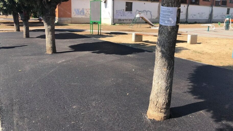 Knjaževac: Drveće u asfaltu zapanjilo meštane i podelilo struku 8 108327011 68419629 10219811035327796 6572623100569976832 o