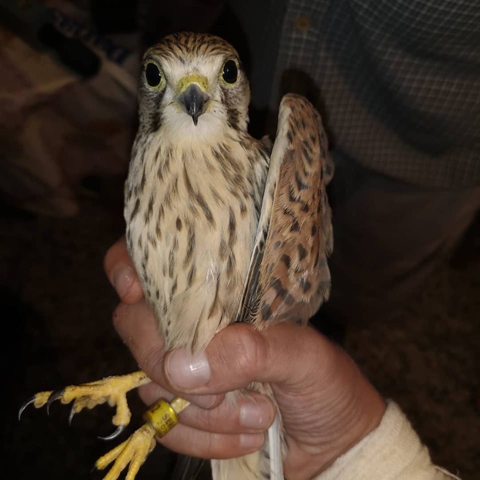 Vetruska foto Zoo Planet