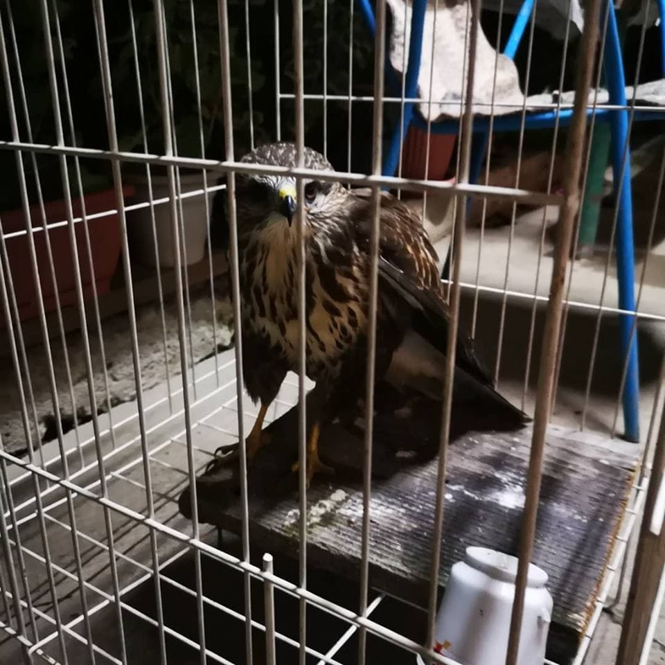 Misar foto Zoo Planet