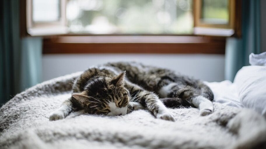 108309421 2a gettyimages 1029922120