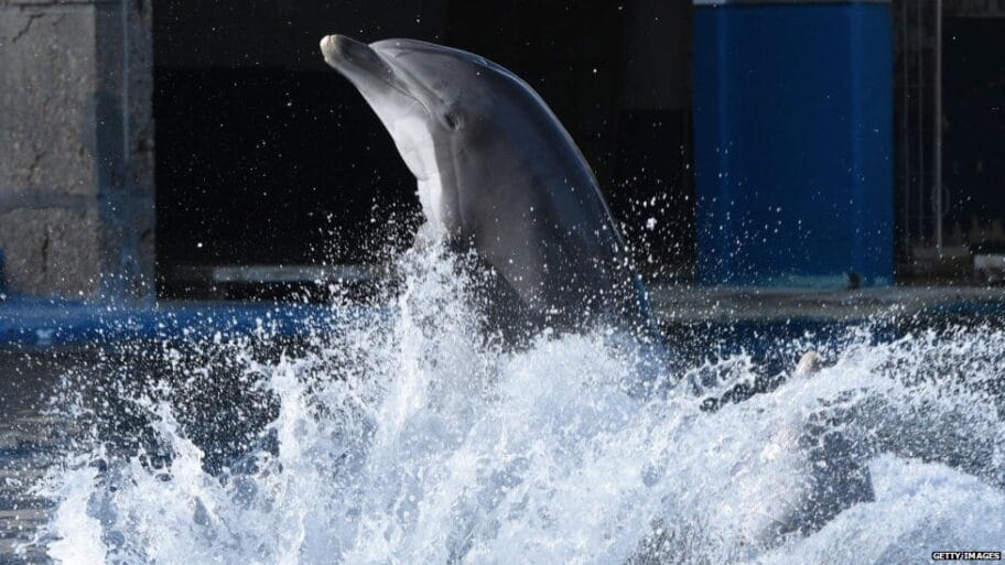 108390013 dolphingettyimages 1157262950