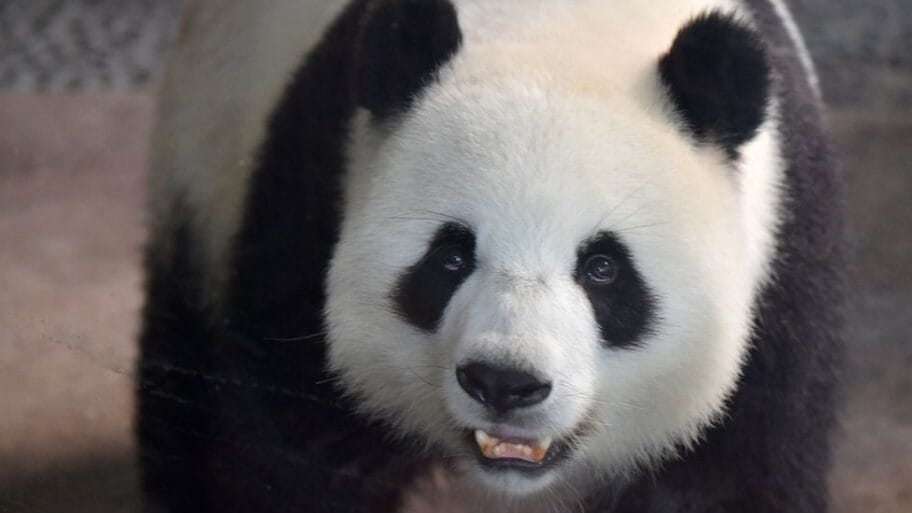 108581703 gettyimages 1161619507