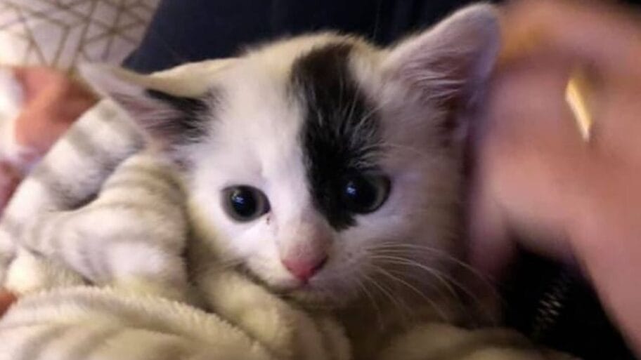 Sparki je imao sreće: Rasklopili kola da bi spasili zaglavljeno mače 13 108640257 kit zoe