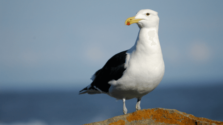 Na Novom Zelandu farbaju galebove da bi sačuvali živote 11 108587074 amada44