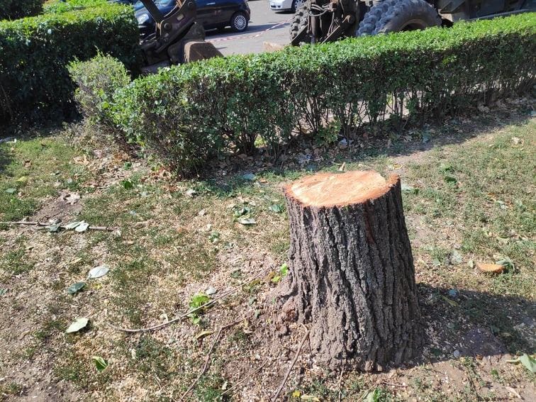 Panj Sindjelicev trg V M R