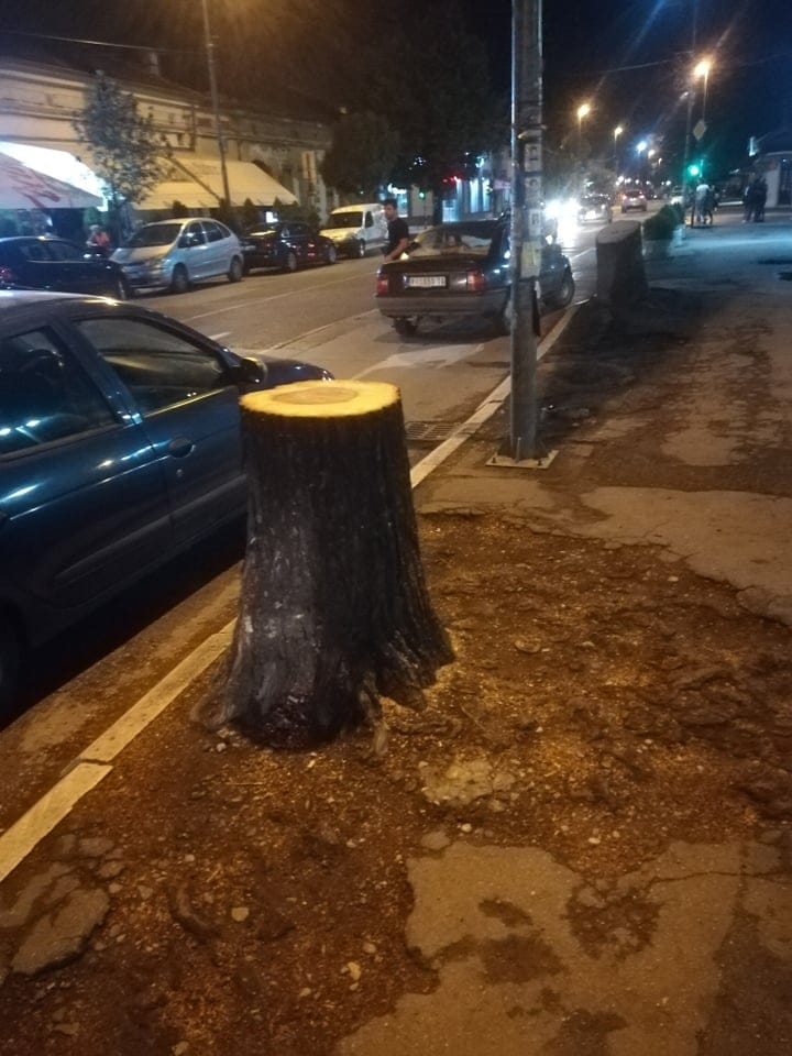 posecena stabla foto citalac