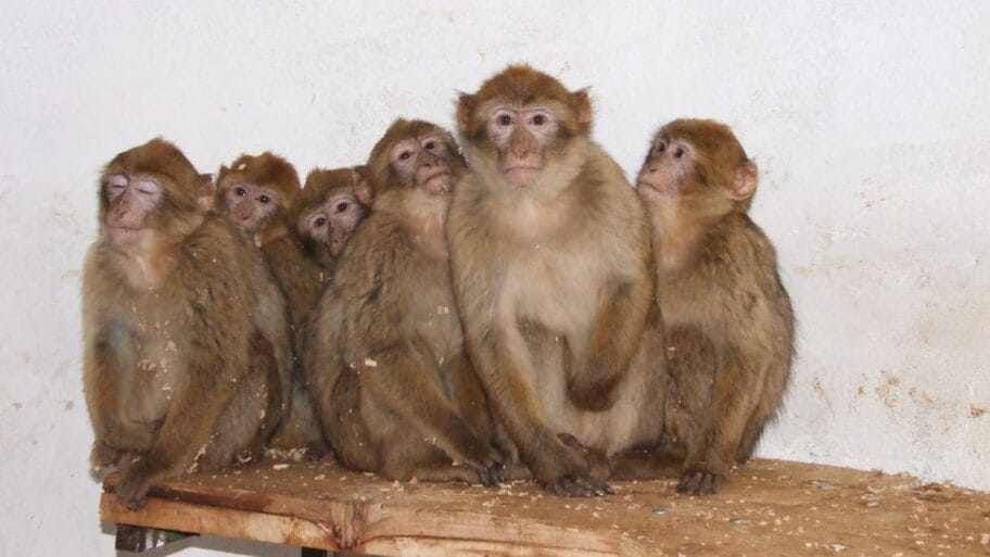 108935170 macacasylvanus zaplenahorgos 29oct2012