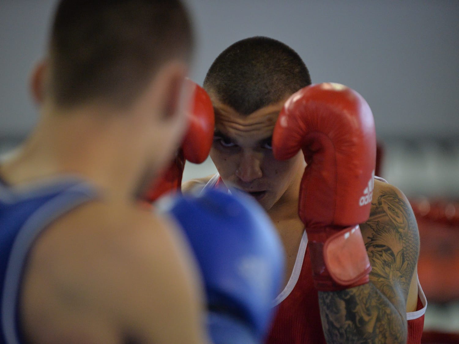 Boks Naissus foto Juzne vesti Vanja Keser