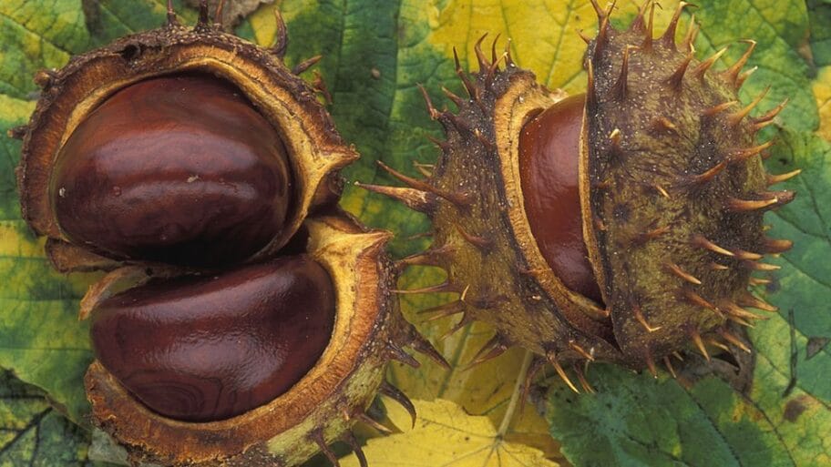 108976050 gettyimages conkers