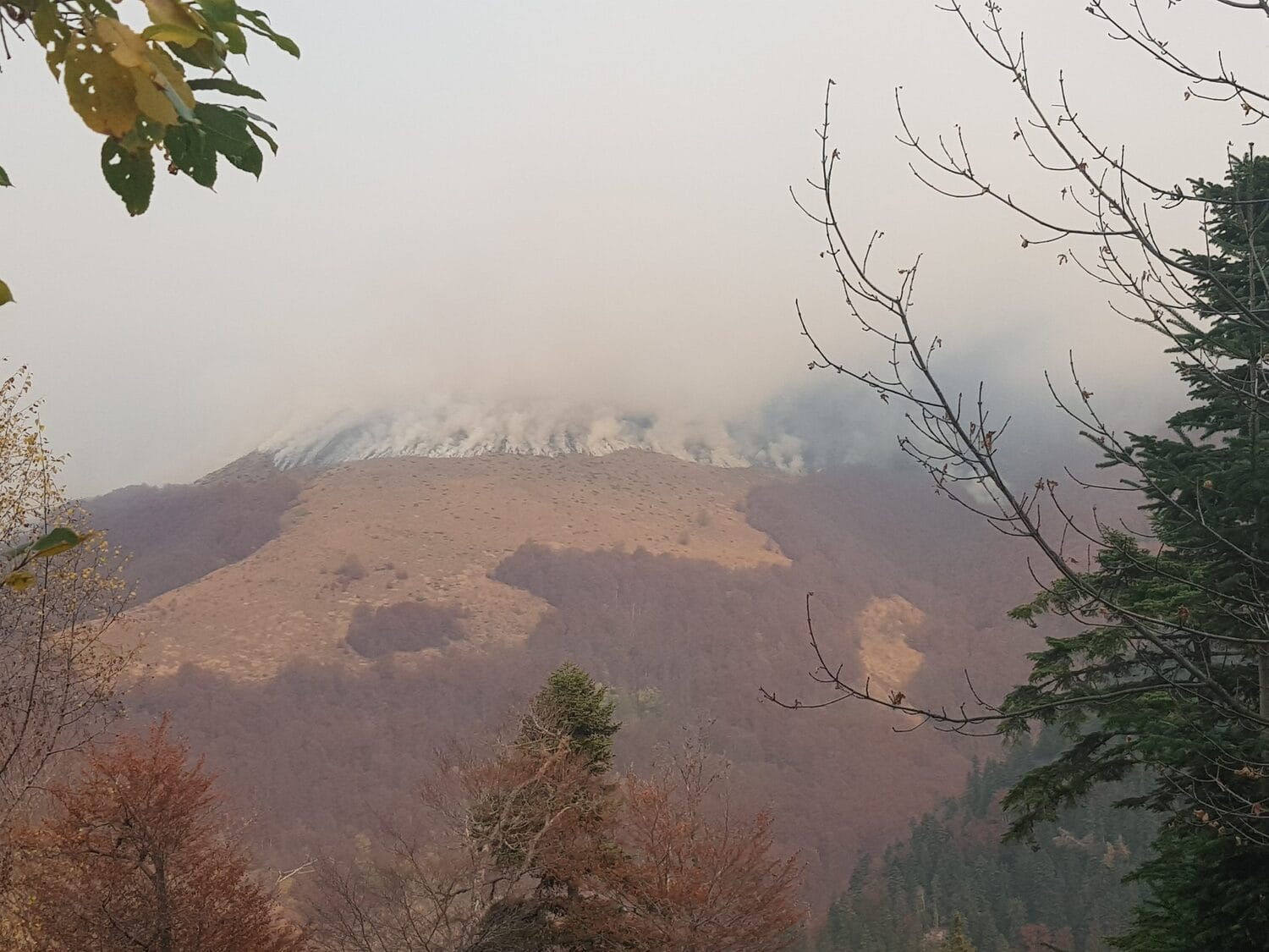 stara planina foto srbija sume scaled