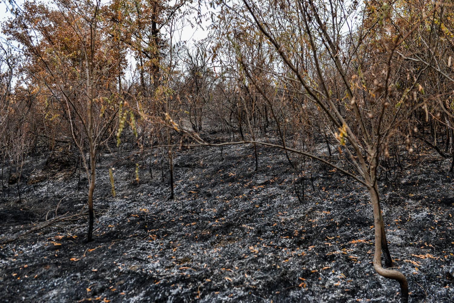 ugašen požar foto Vnaj Keser