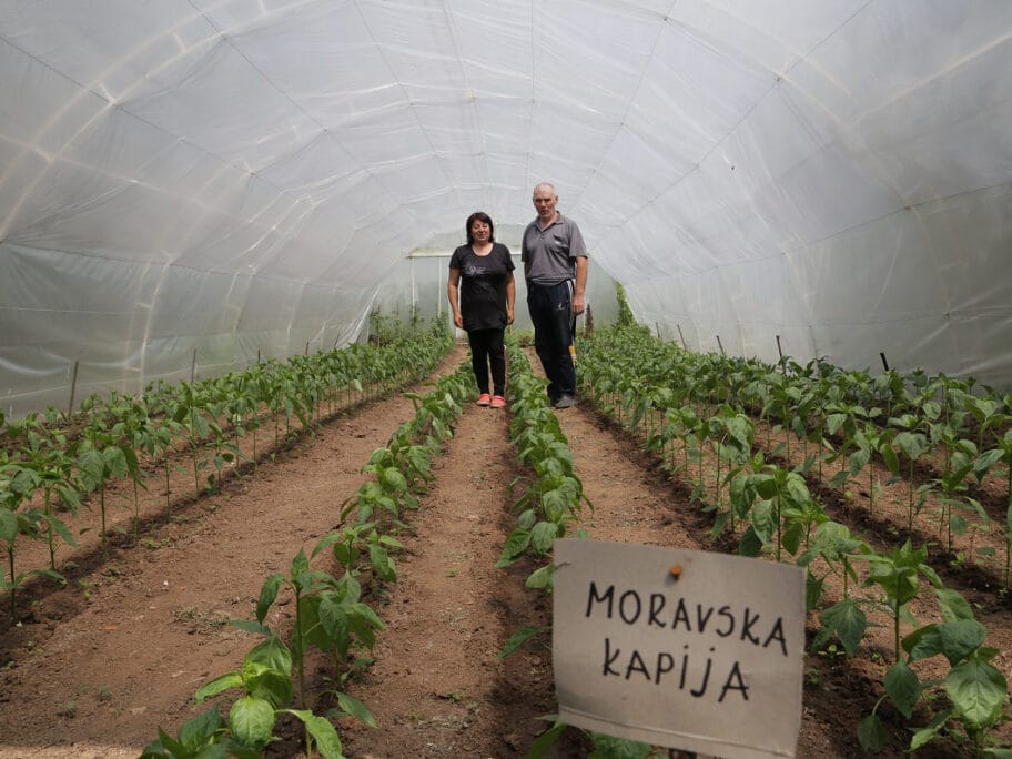 Babušnica kao mesto ženskog biznisa - od ajvara do šumske jagode 3 Jasmina i Miroljub Ciric Babusnica plastenik foto Delegacija EU u Srbiji