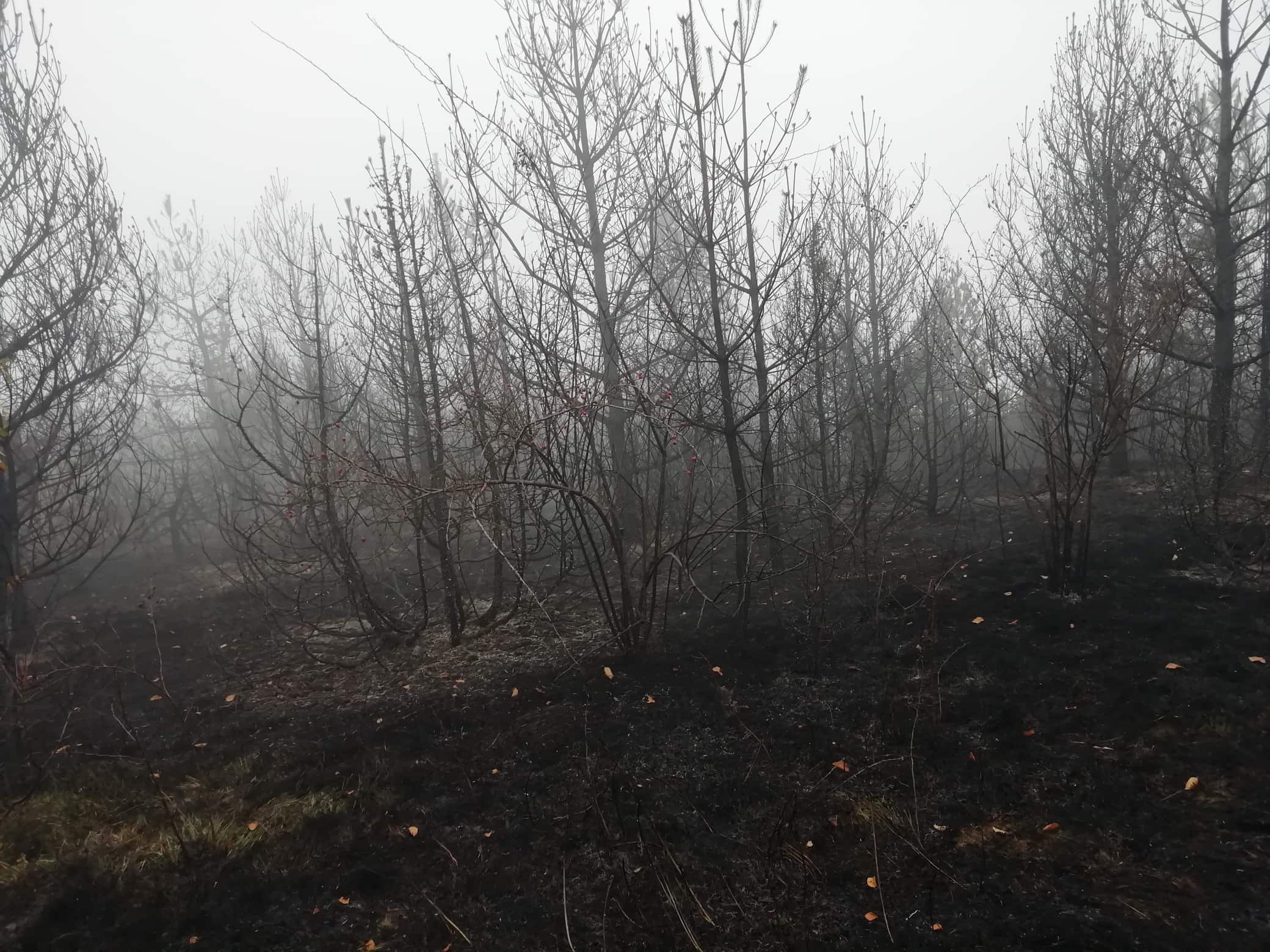 Pozar Stara planina foto Juzne vesti Milica Dejanovic