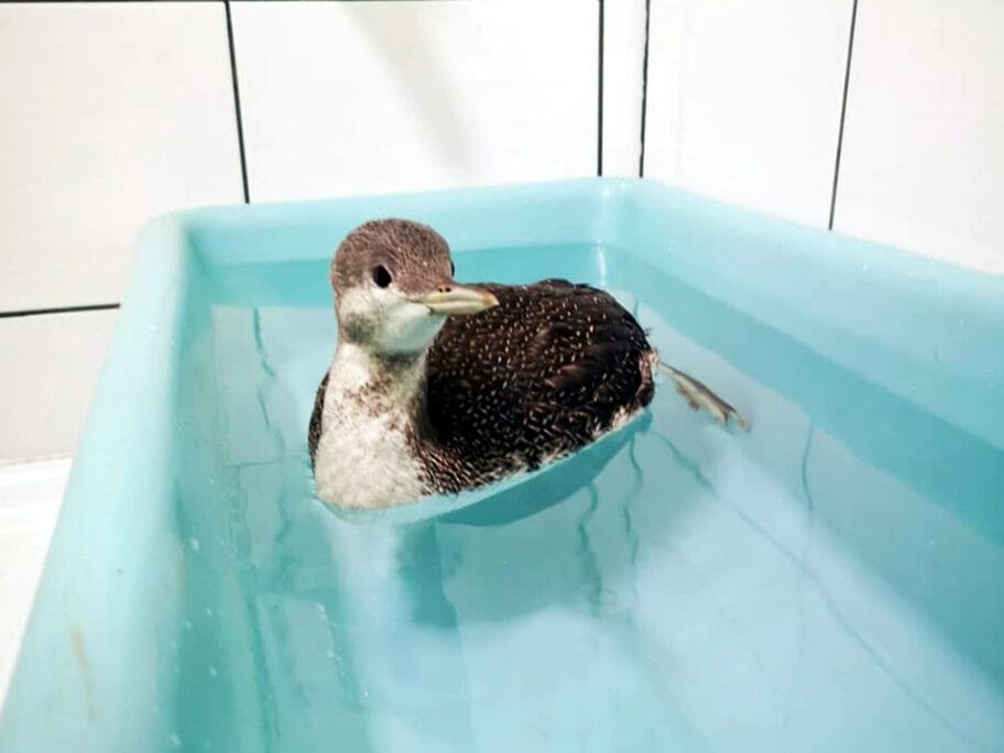 Ridjogrli morski gnjurac foto Zoo planet Nis