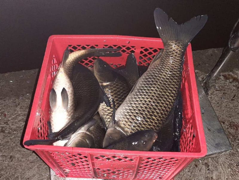 Carinici kod Preševa sprečili šverc skoro 2 tone šarana 6 saran