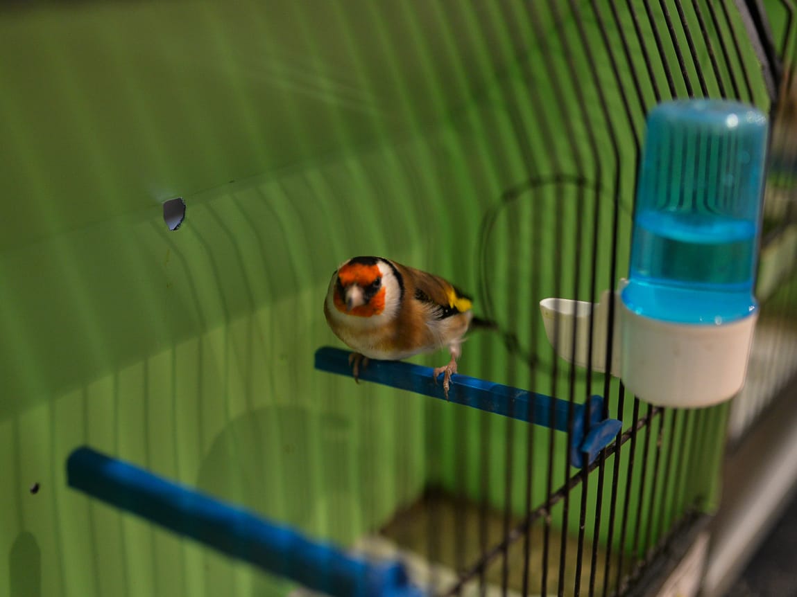 pticica foto vanja keser