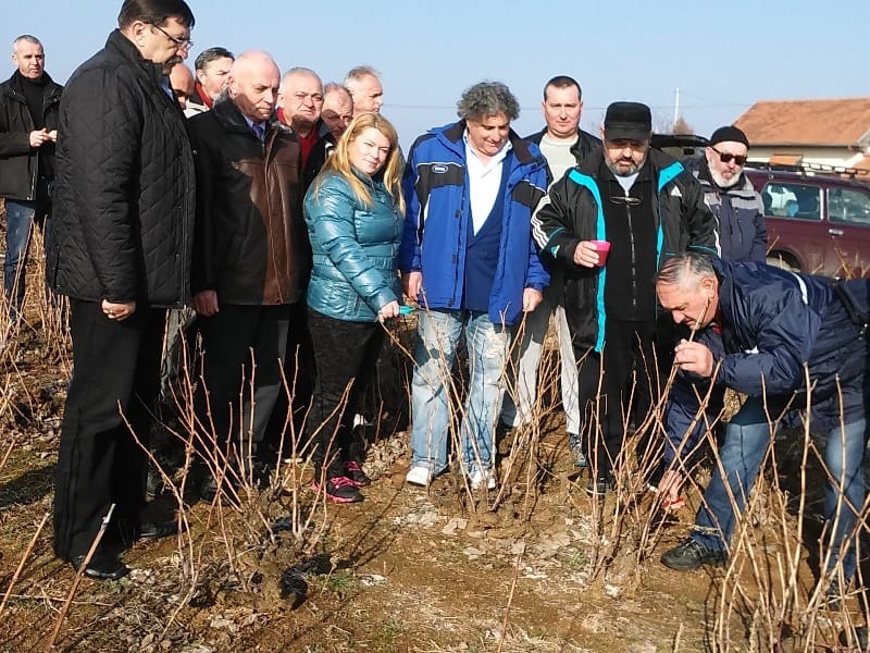 Prokuplje domaćin manifestacije posvećene sorti grožđa "prokupac" 2 PROKUPLJE orezivanje prvog cokota foto ljm