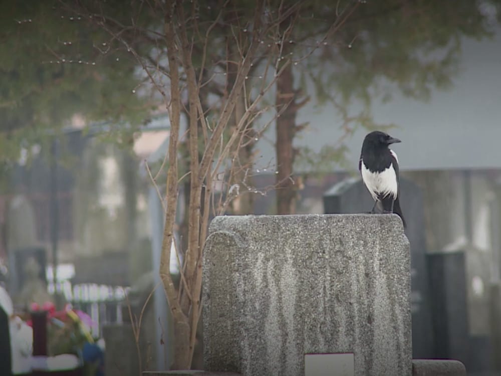 vrezinsko groblje3 printscreen