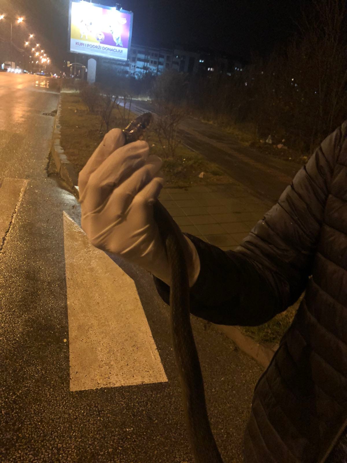 Zmija Somborski bulevar foto Zoo planet