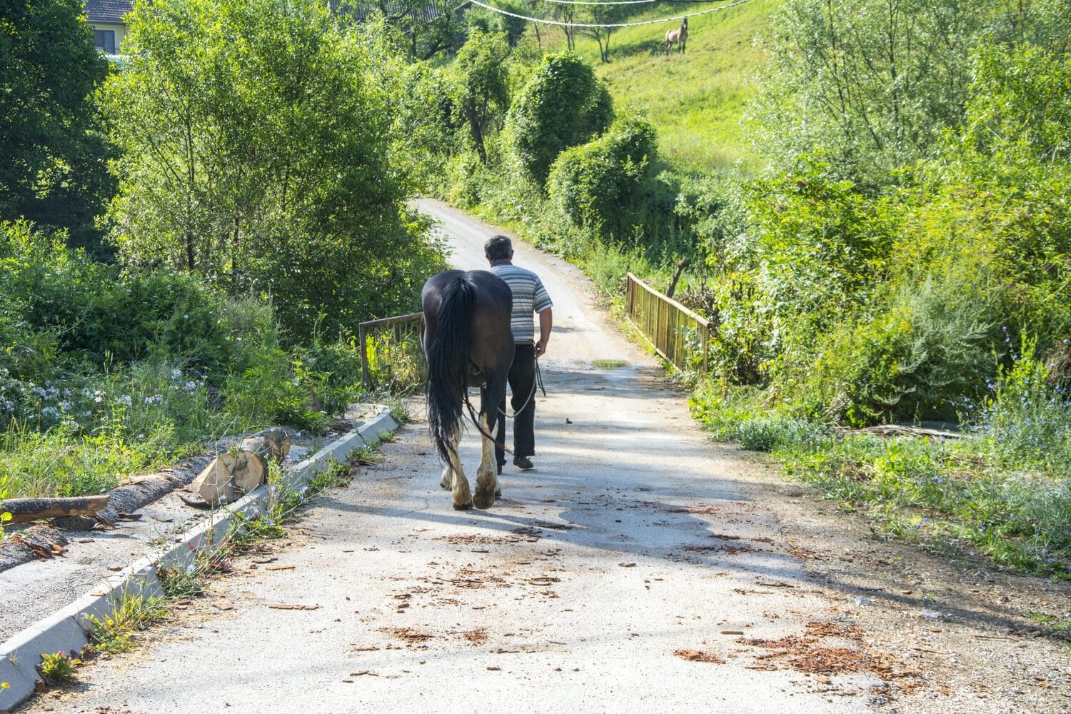 Stara planina detalj wikimedia djordje markovic scaled