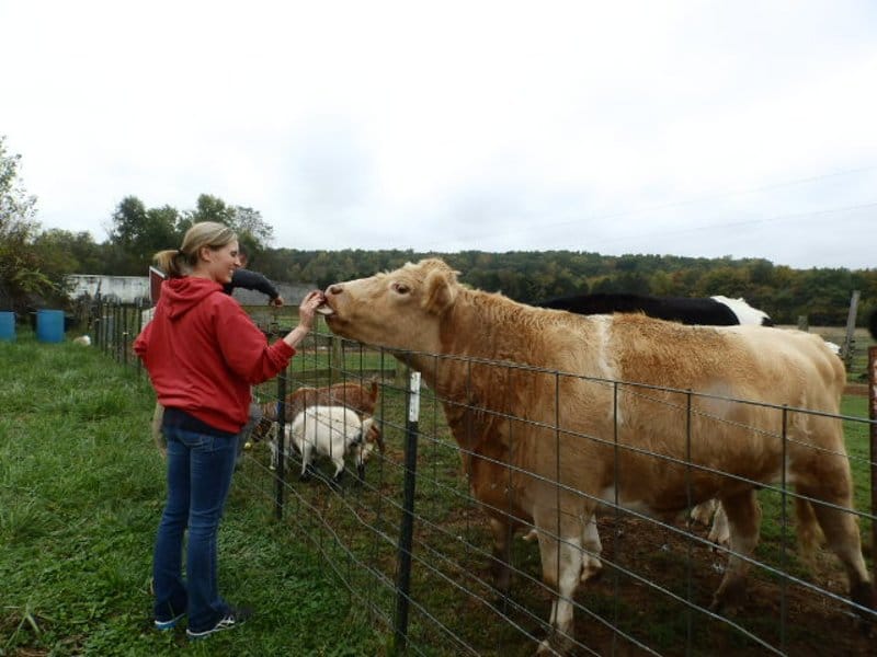 Naplata duga kod Aleksinca koja je životinje ostavila gladne 4 krava flickr
