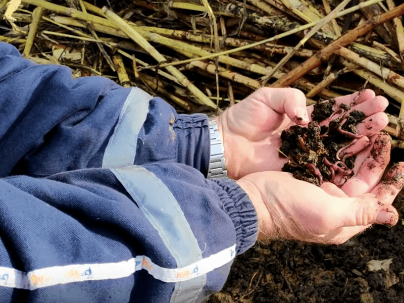 dimitrovgrad glistenjak foto psyoutube