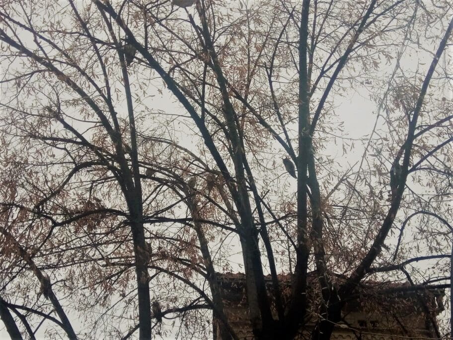 Šumske sove "okupirale" staru lipu u centru Prokuplja 18 80639760 607551243337626 3982481530130792448 n