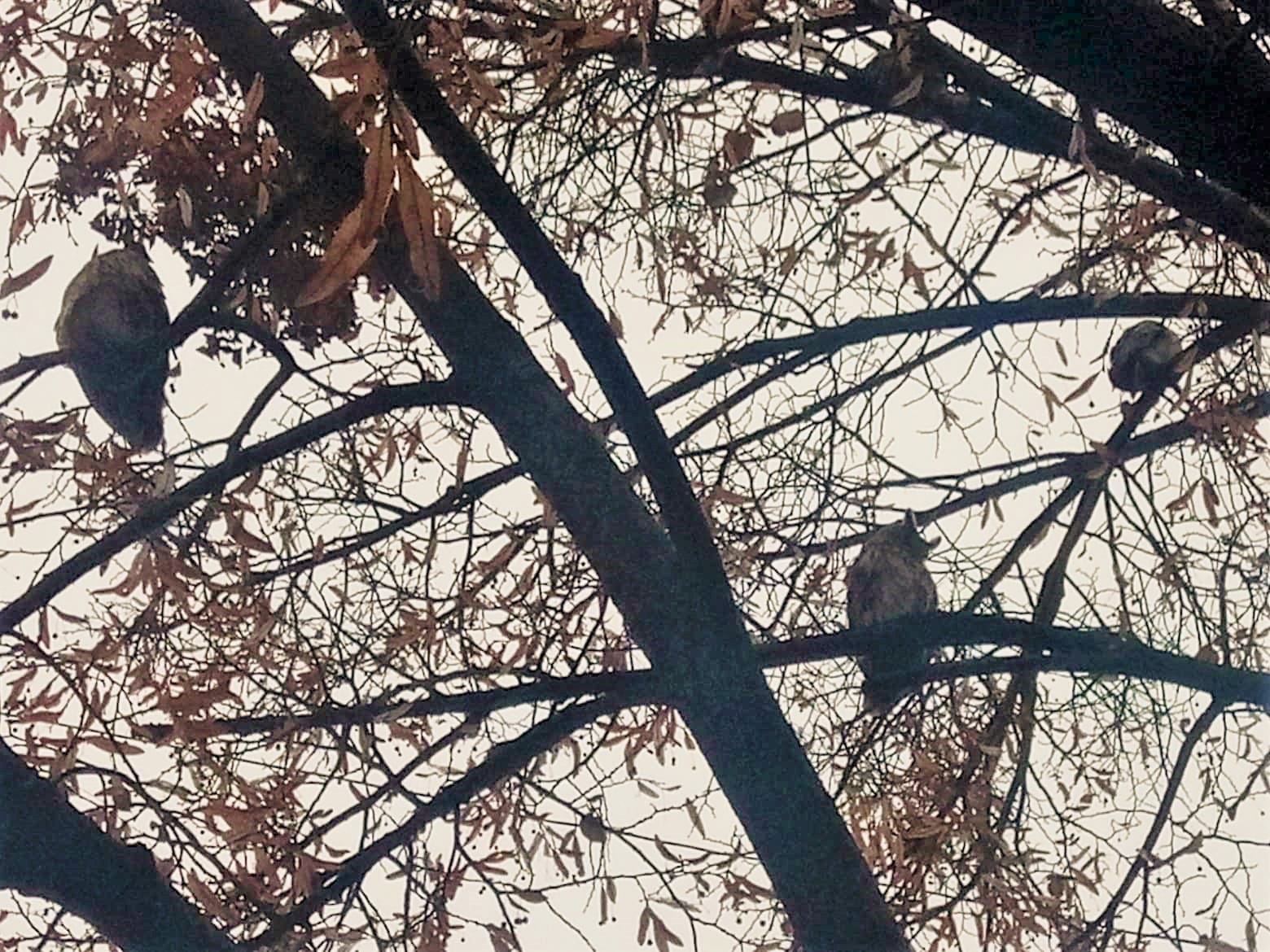 80418690 745905449251446 4354259465550168064 n