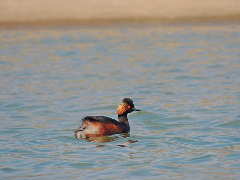 crnovrati gnjurac foto I M