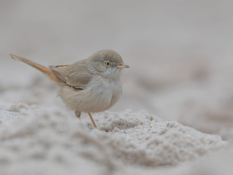 pustinjska grmusa Matthias Kahrs
