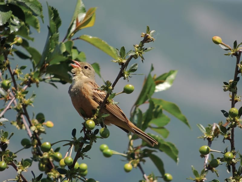 Vinogradska strnadica foto I M