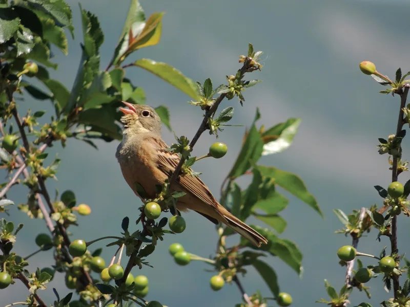 Vinogradska strnadica foto I M