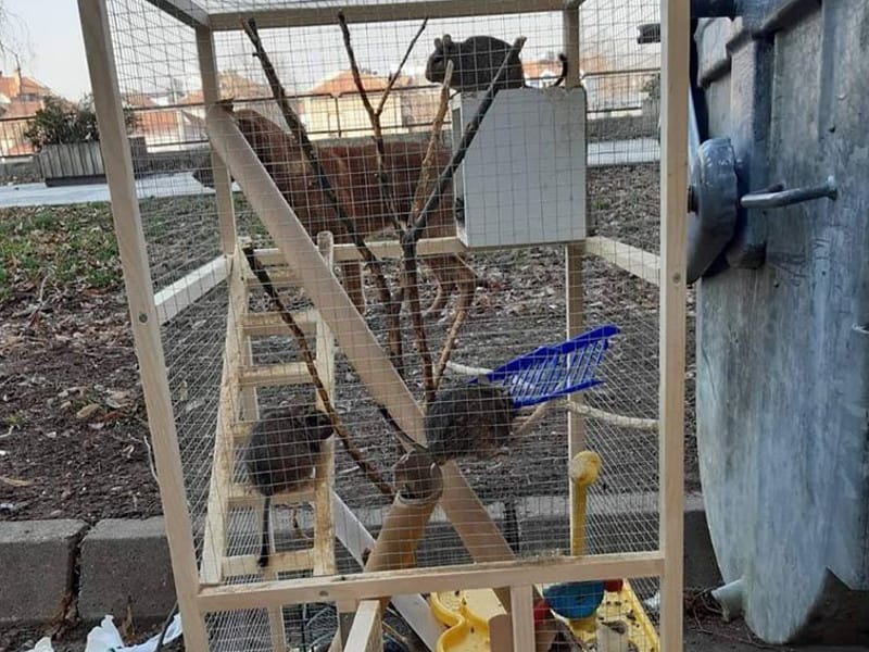 Ostavili kavez sa 13 veverica pored kontejnera u centru Niša, 4 mladunca promrzla 19 veverice kontejner foto zooplanet