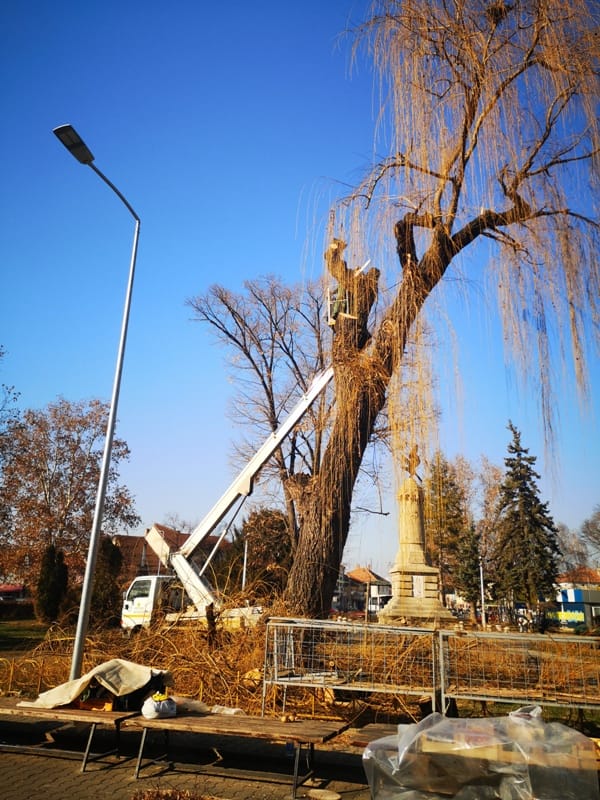 zalosna vrba foto citalac