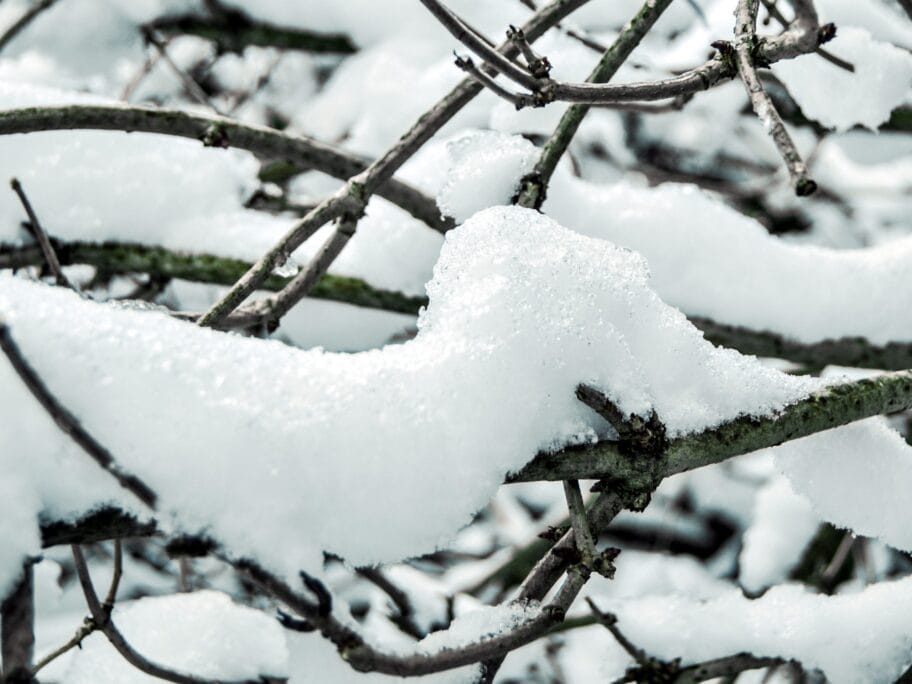 Sneg ilustracija foto flickr Eneko Muino scaled