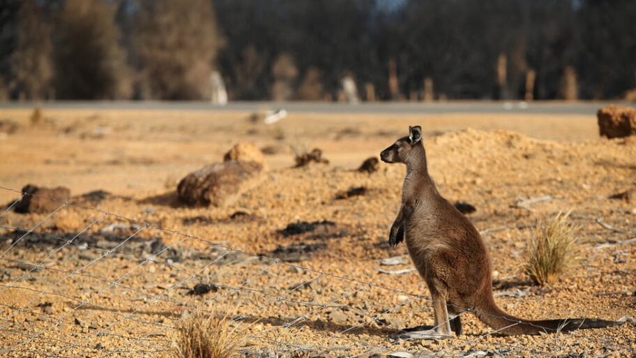 Požari u Australiji: „Apokalipsa“ stigla na Ostrvo kengura 20 110513632 gettyimages 1199087531